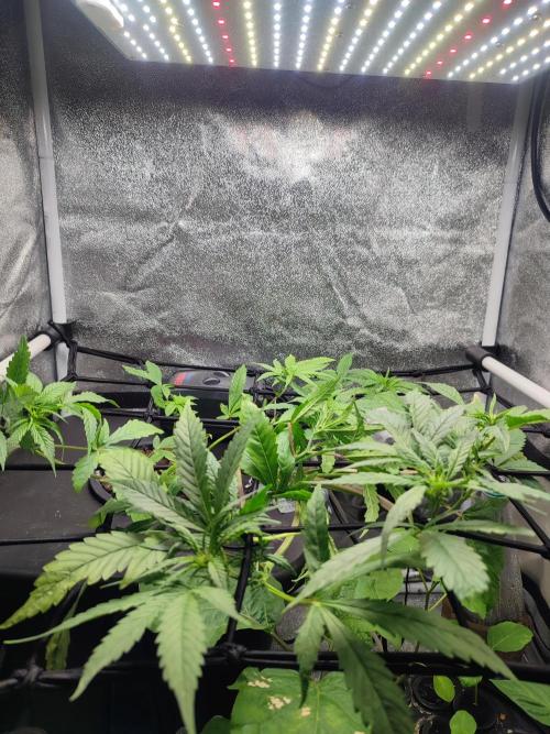DWC FASTBUDS SCROG. Week 6