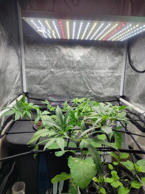 DWC FASTBUDS SCROG. Week 6