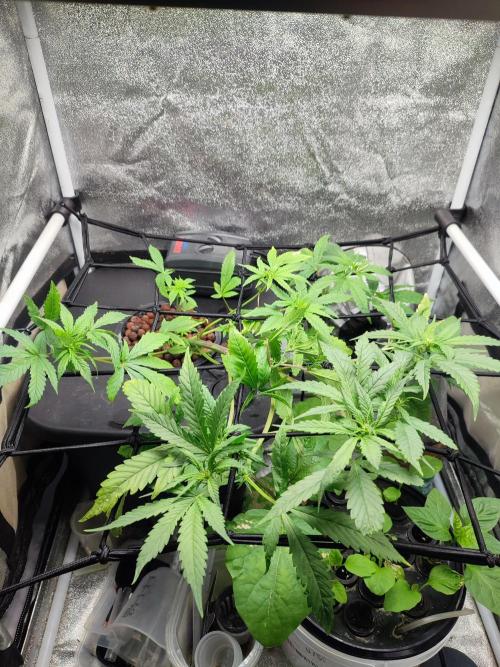 DWC FASTBUDS SCROG. Week 6