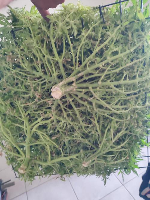 Hydro Aero French Eternity Grow Cup 2026. Week 16