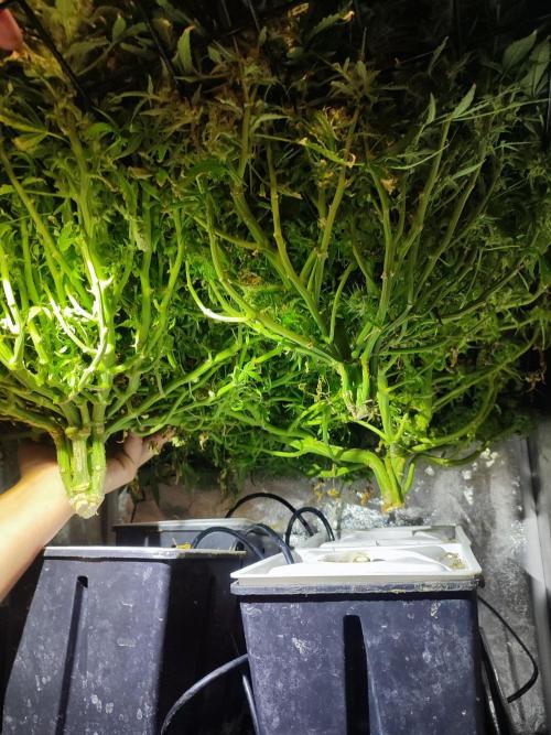 Hydro Aero French Eternity Grow Cup 2026. Week 16
