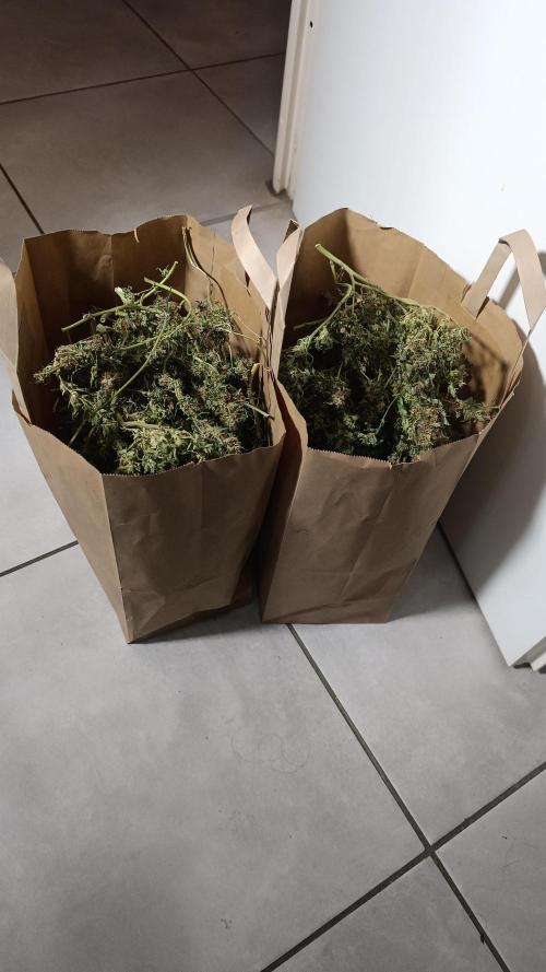 Hydro Aero French Eternity Grow Cup 2026. Week 16