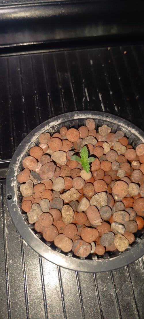 FastBuds Unreleased Champions Mix Auto. Week 1 - 3 eme jour de croissance