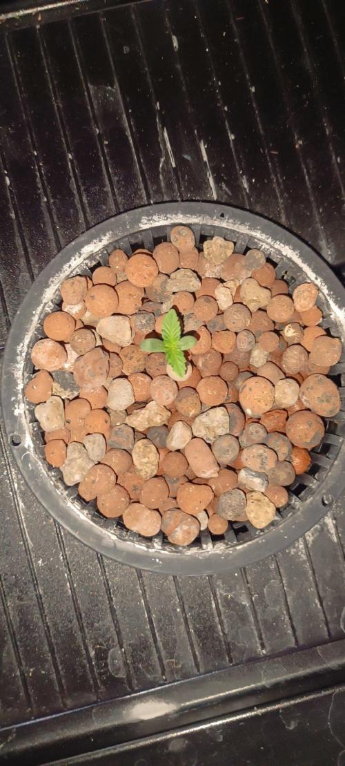 FastBuds Unreleased Champions Mix Auto. Week 1 - 3 eme jour de croissance
