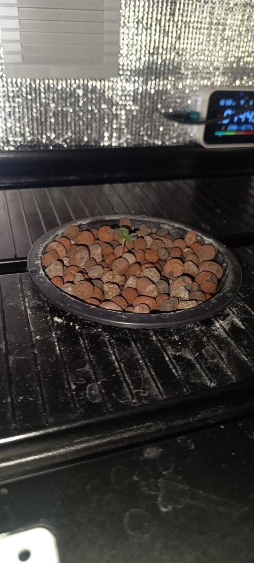 FastBuds Unreleased Champions Mix Auto. Week 1 - 3 eme jour de croissance