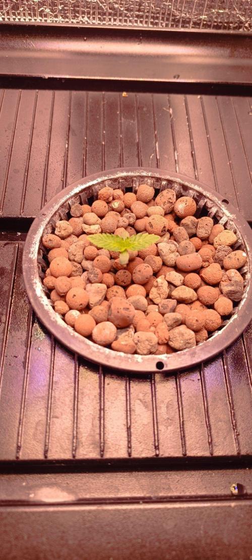FastBuds Unreleased Champions Mix Auto. Week 1