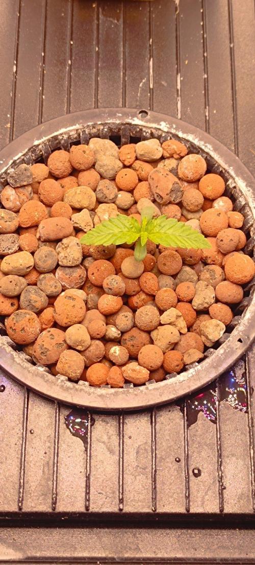 FastBuds Unreleased Champions Mix Auto. Week 1
