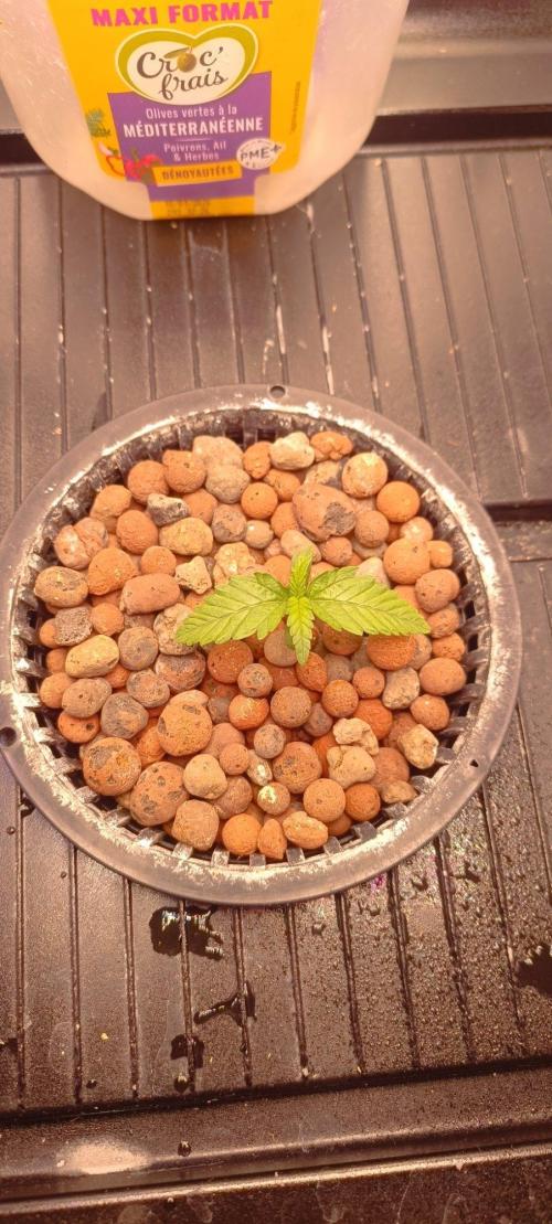 FastBuds Unreleased Champions Mix Auto. Week 1