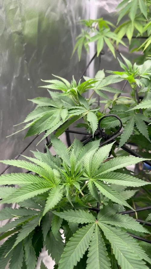Fast buds mystery photos