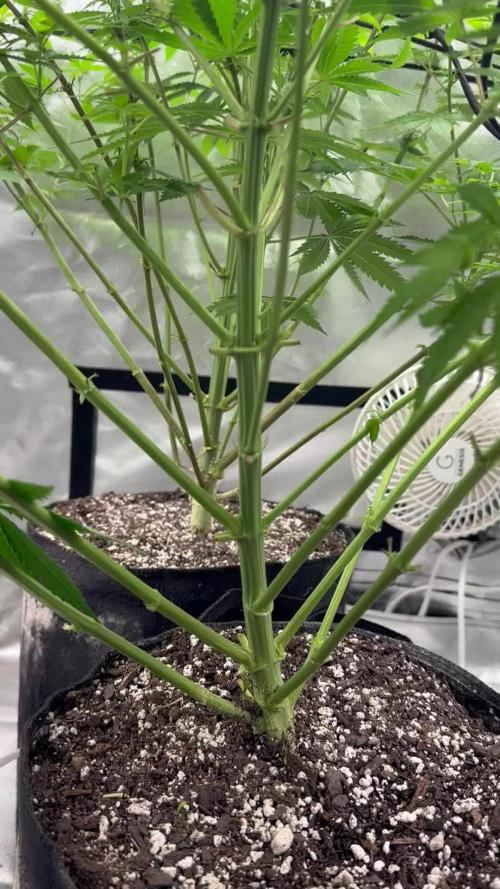 Fast buds mystery photos