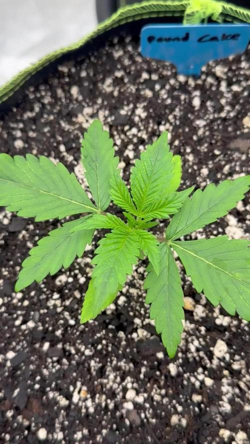 Multi strain fast buds