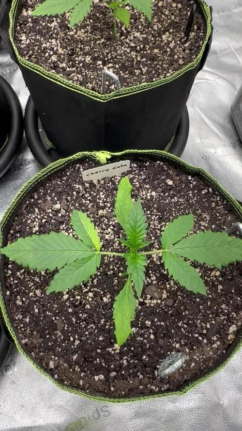 Multi strain fast buds