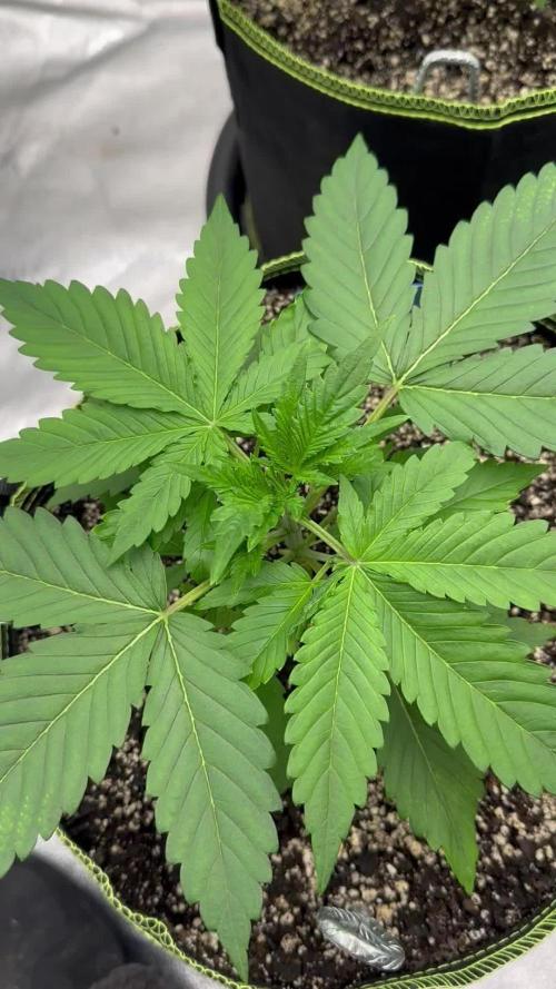 Multi strain fast buds