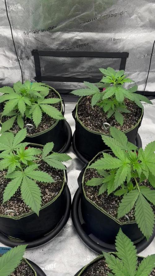 Multi strain fast buds