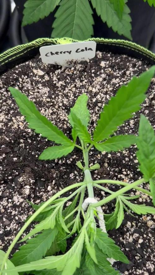 Multi strain fast buds