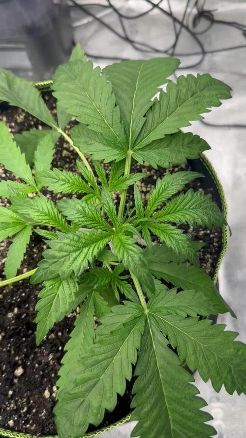 Multi strain fast buds