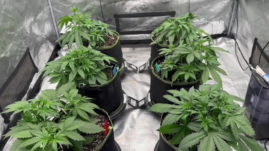 Multi strain fast buds