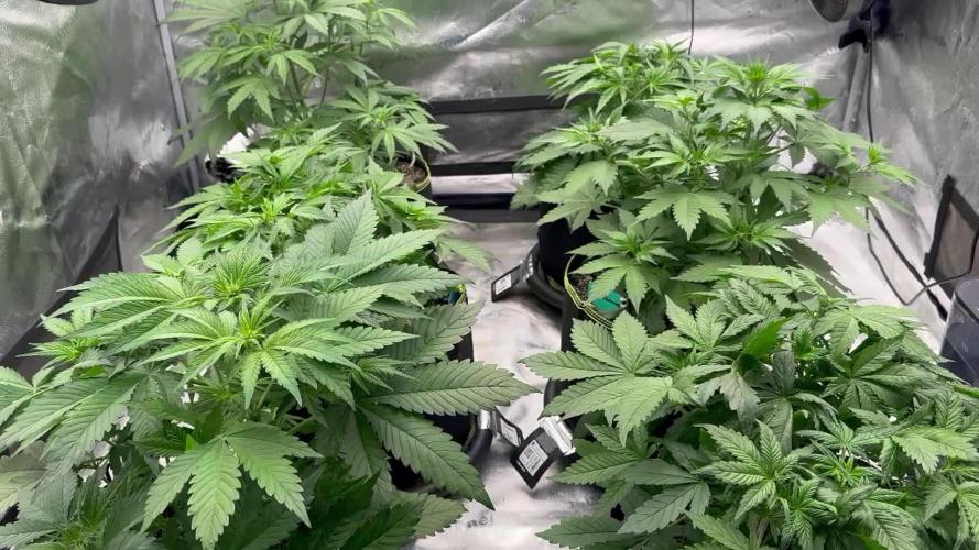 Multi strain fast buds