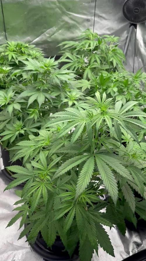 Multi strain fast buds
