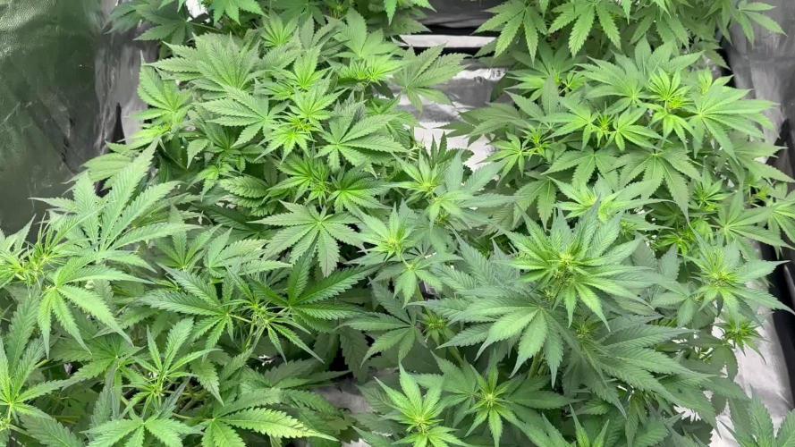 Multi strain fast buds