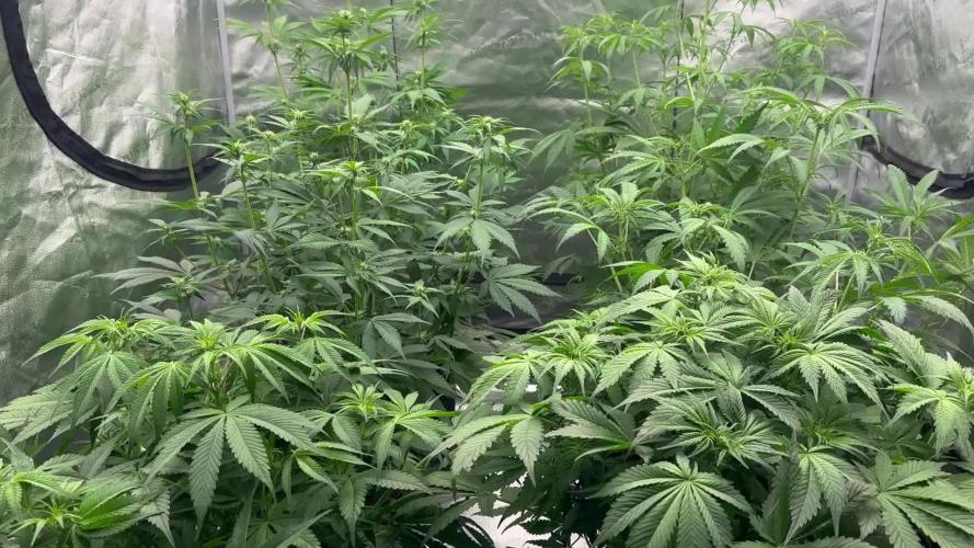 Multi strain fast buds