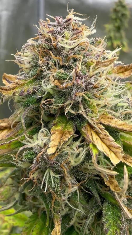 Multi strain fast buds