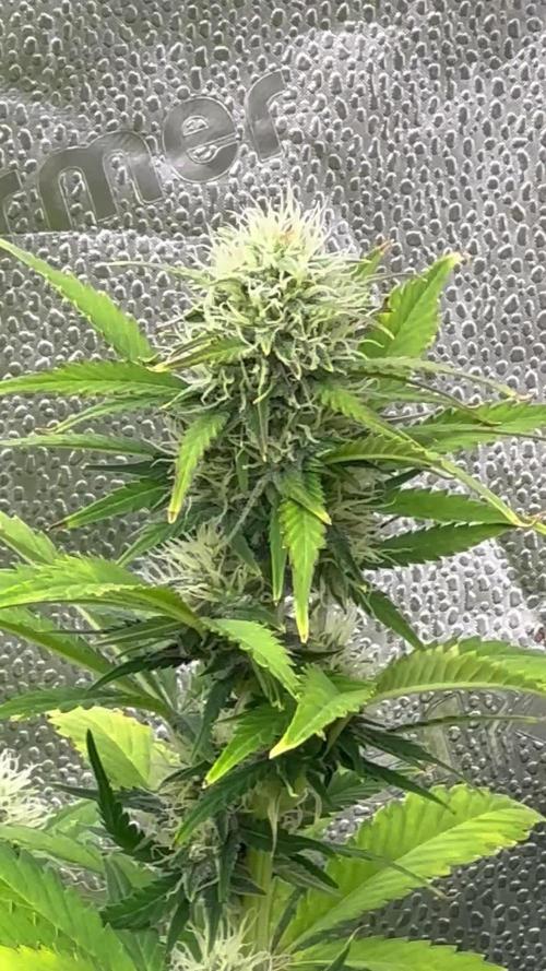 Divine Seeds Competition 🏆Plant #1
