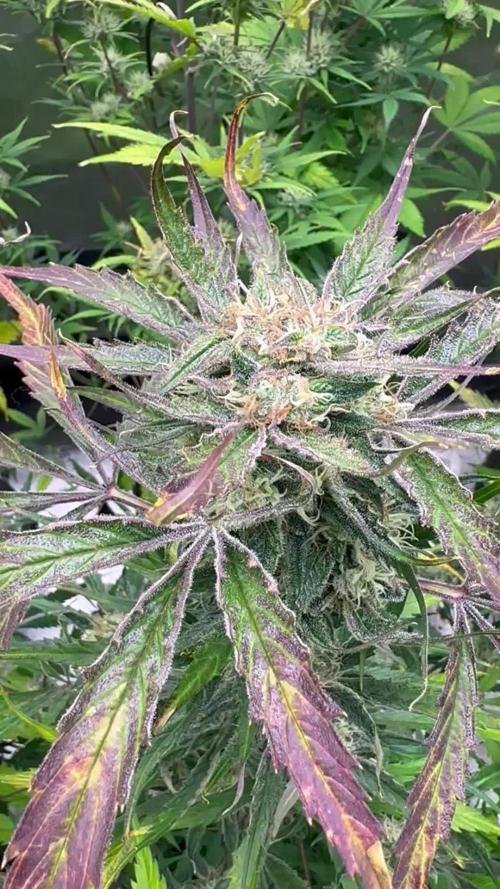 Divine Seeds Competition 🏆Plant #1