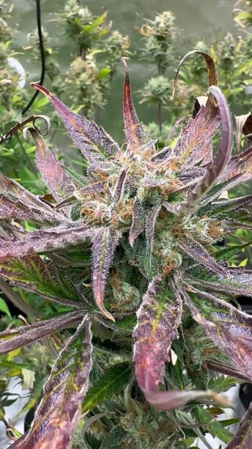 Divine Seeds Competition 🏆Plant #1