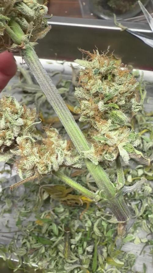 Divine Seeds Competition 🏆Plant #1