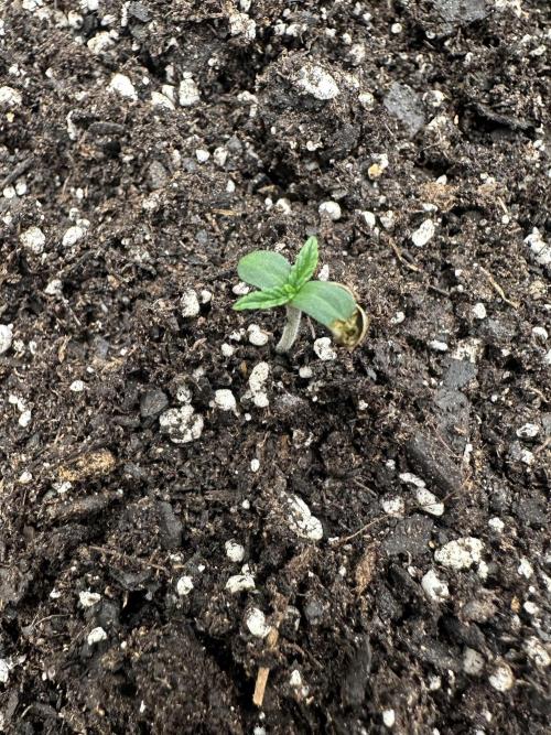 Frost banger. Week 0