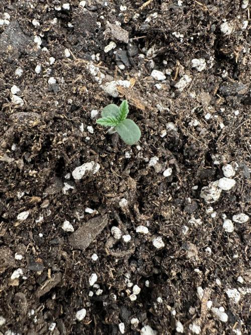 Frost banger. Week 0