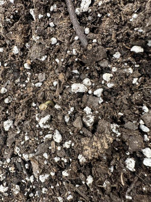 Frost banger. Week 0