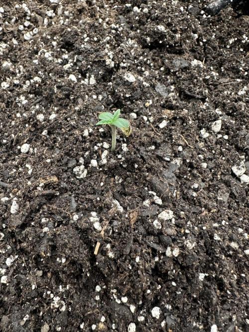 Frost banger. Week 0