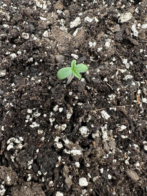 Frost banger. Week 0