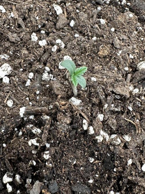 Frost banger. Week 1