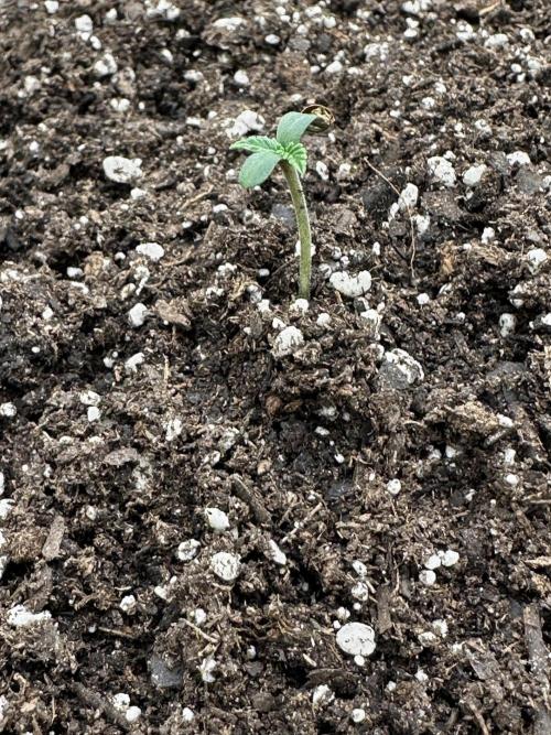 Frost banger. Week 1