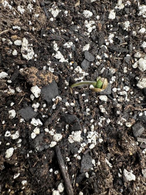 Frost banger. Week 1