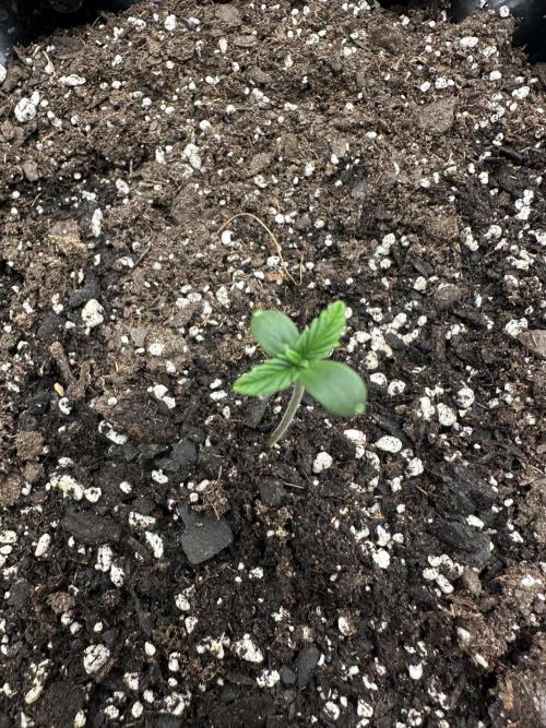 Frost banger. Week 1