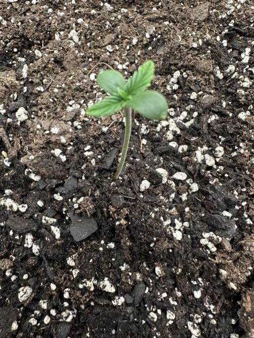 Frost banger. Week 1