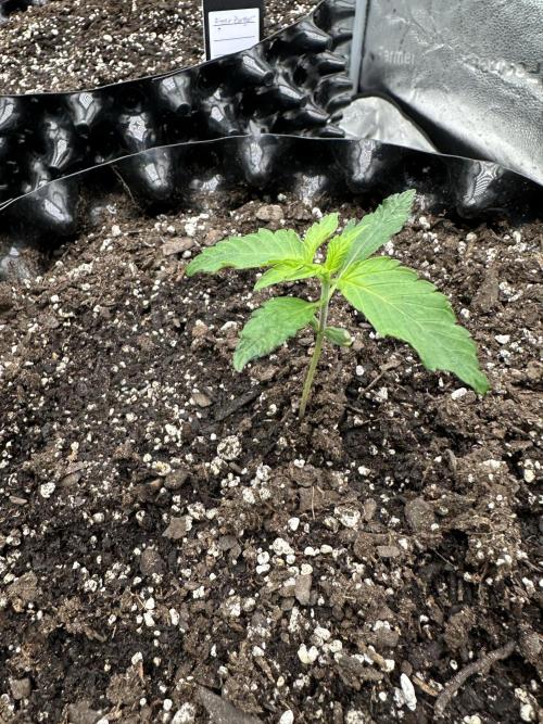 Frost banger. Week 2