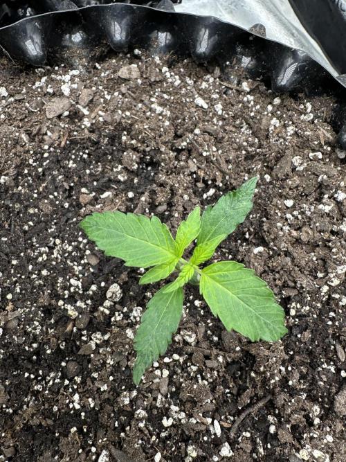 Frost banger. Week 2