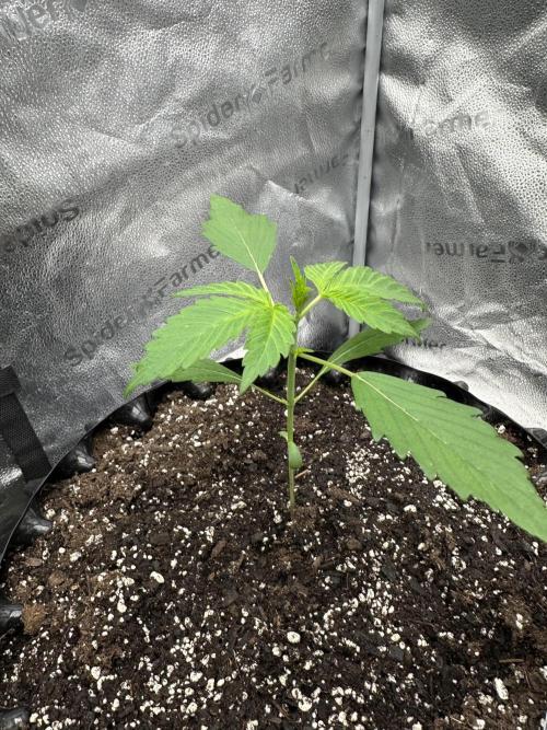 Frost banger. Week 2