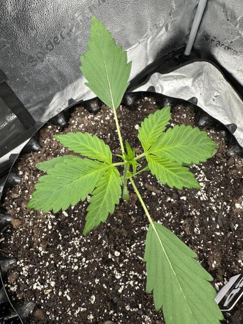 Frost banger. Week 2