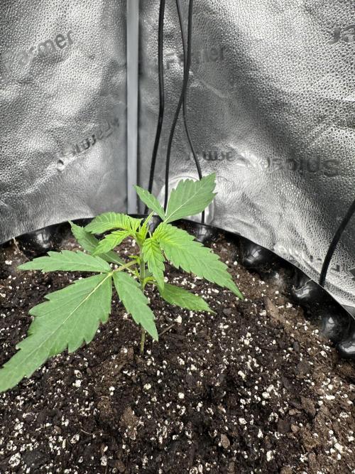 Frost banger. Week 2