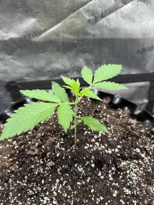 Frost banger. Week 2