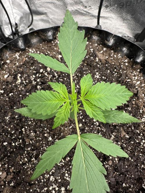 Frost banger. Week 2