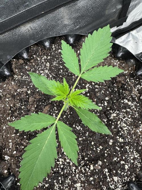 Frost banger. Week 2