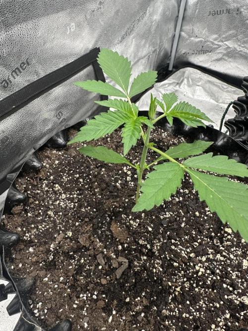 Frost banger. Week 2