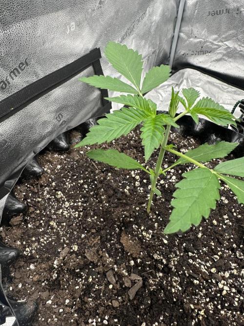 Frost banger. Week 2